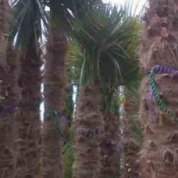 Trachycarpus fortunei