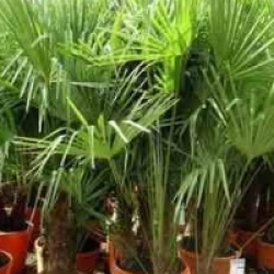 Trachycarpus fortunei