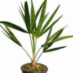 Trachycarpus fortunei