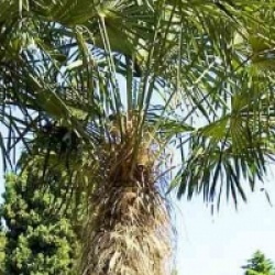 Trachycarpus fortunei