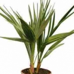 Chamaerops humilis 