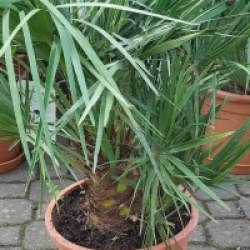 Chamaerops humilis 