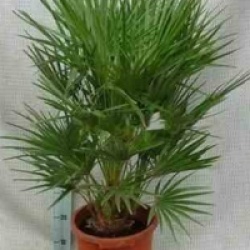 Chamaerops humilis 