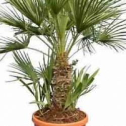 Chamaerops humilis 