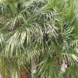 Chamaerops humilis 