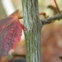 Acer davidii 