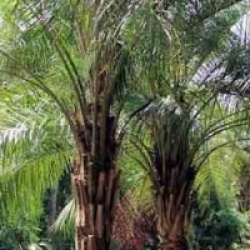 Butia nabonnandii