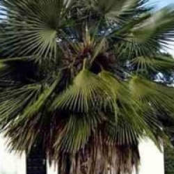 Trithrinax acanthocoma - Buriti-palito