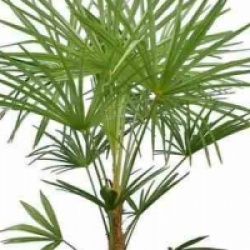 Trachycarpus Naini Tal