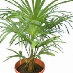 Trachycarpus princeps hybride