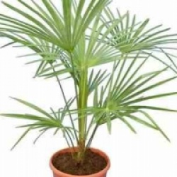 Trachycarpus princeps hybride