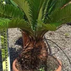 Cycas revoluta 