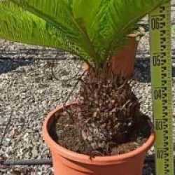 Cycas revoluta 