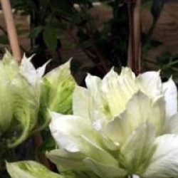 Clematis Arctic Queen 