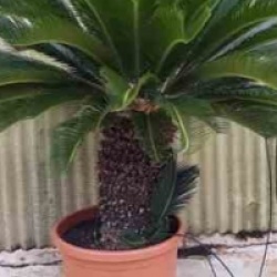 Cycas revoluta 