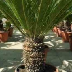 Cycas revoluta 