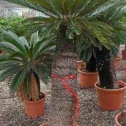 Cycas revoluta 