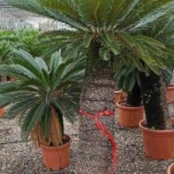 Cycas revoluta 