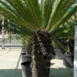 Cycas revoluta 