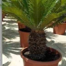 Cycas revoluta 