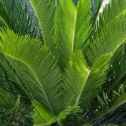 Cycas revoluta 