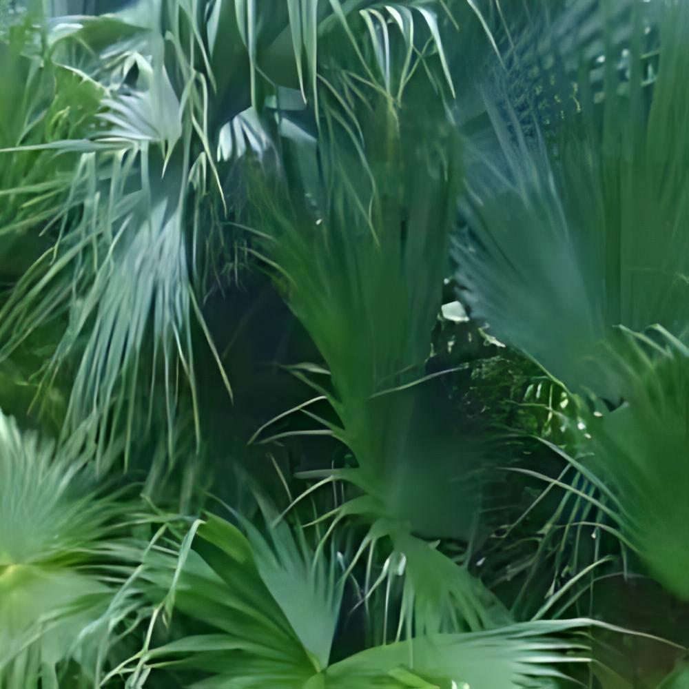 Livistona chinensis - Latanier de Chine