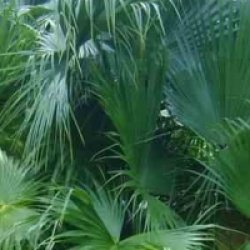 Livistona chinensis - Latanier de Chine