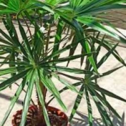 Livistona australis - Palmier �ventail australien