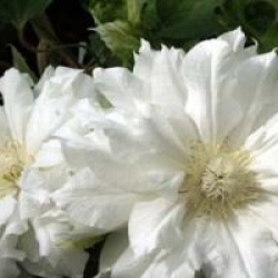 Cl�matite Arctic Queen