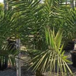 Phoenix canariensis