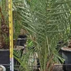 Phoenix dactylifera - Palmier dattier