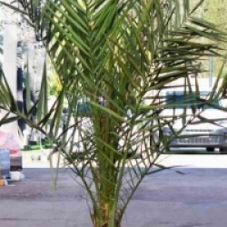 Phoenix dactylifera