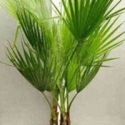 Washingtonia robusta