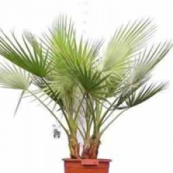 Washingtonia robusta
