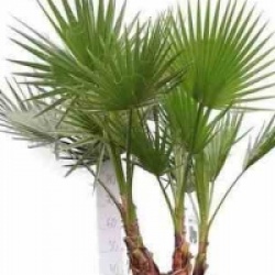 Washingtonia robusta
