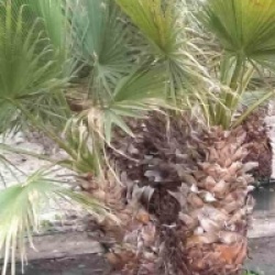 Washingtonia robusta