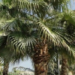 Washingtonia robusta - Washingtonia du Mexique