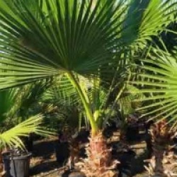 Washingtonia robusta