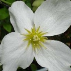  Clematis x cartmanii Avalanche � 'Blaaval' cov