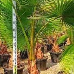 Washingtonia robusta