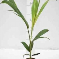 Archontophoenix cunninghamiana