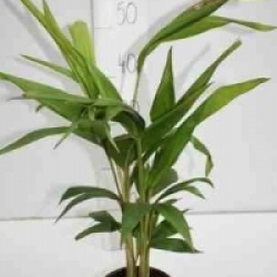 Archontophoenix cunninghamiana