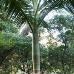 Archontophoenix cunninghamiana