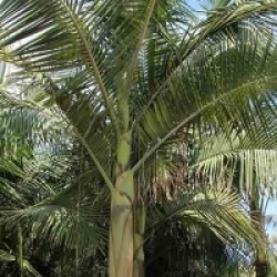 Archontophoenix cunninghamiana