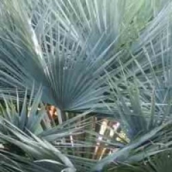 Brahea 'Super Silver'