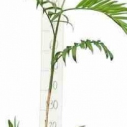 Chamaedorea seifrizii