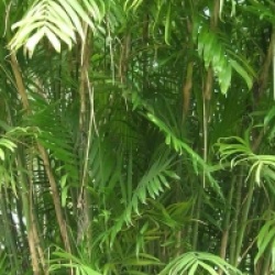 Chamaedorea seifrizii