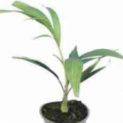 Ptychosperma macarthurii