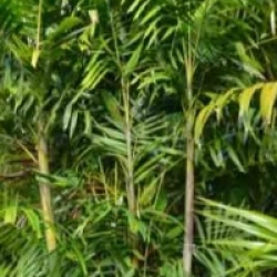 Ptychosperma macarthurii