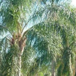 Syagrus romanzoffiana sp. 'Santa Catarina'